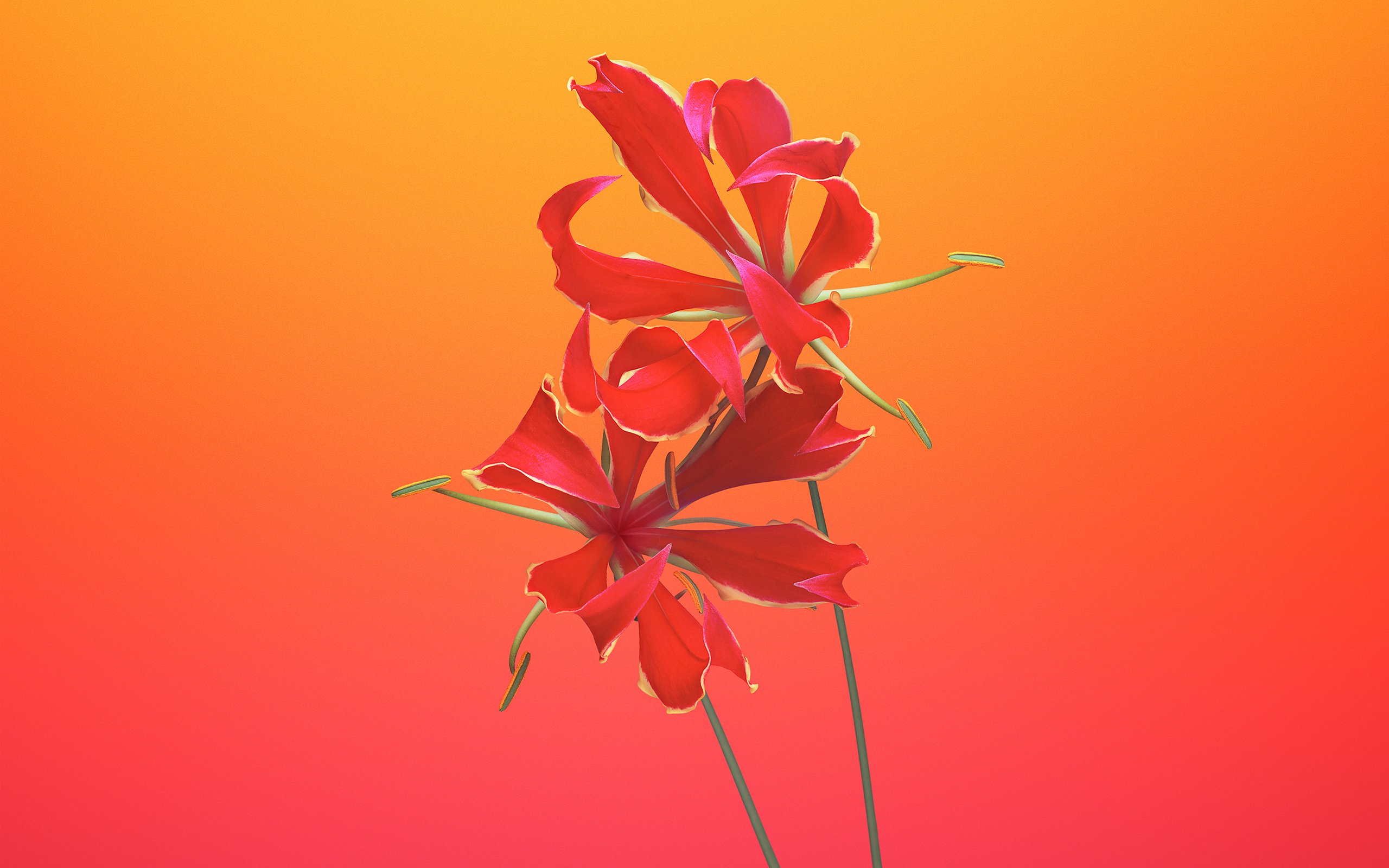 Gloriosa Flower iOS 11 iPhone 8 iPhone X Stock459035287